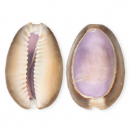 Pendenti di conchiglia prodotti speciali ciprea viola-marrone