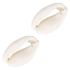 Perline di conchiglia ciprea bianco naturale